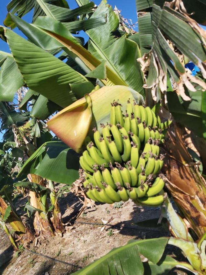 Argaka Palm Tree Apts المظهر الخارجي الصورة
