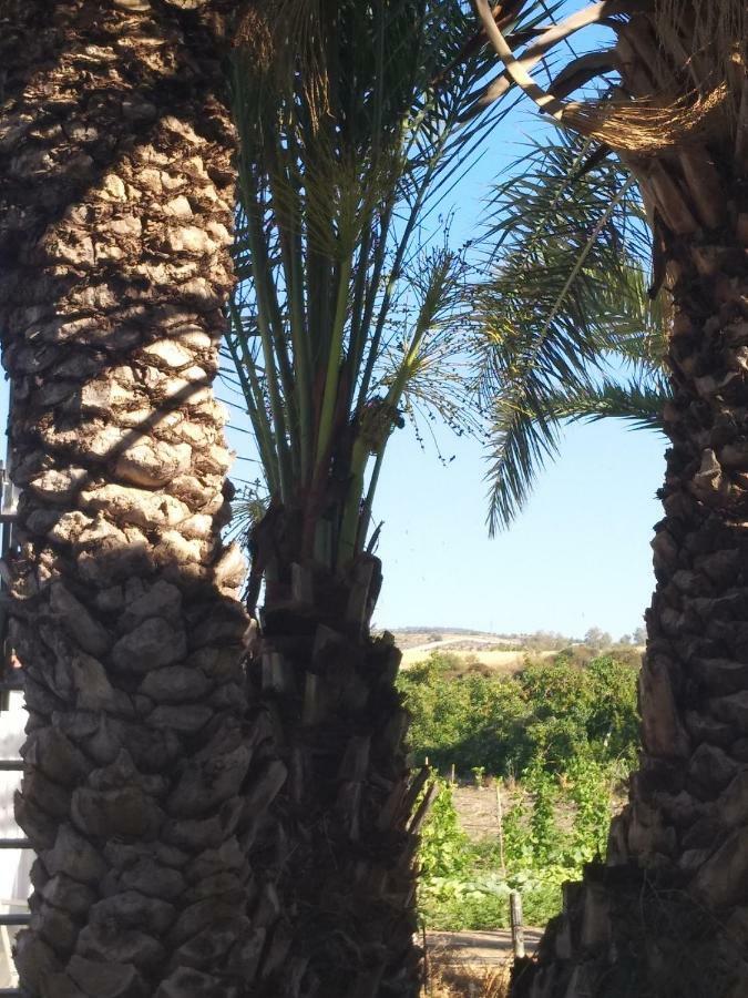 Argaka Palm Tree Apts المظهر الخارجي الصورة